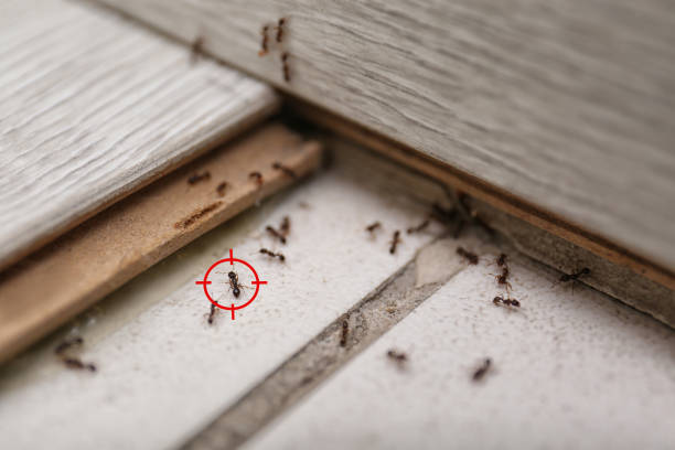 Reliable Jemison, AL Pest Control Solutions