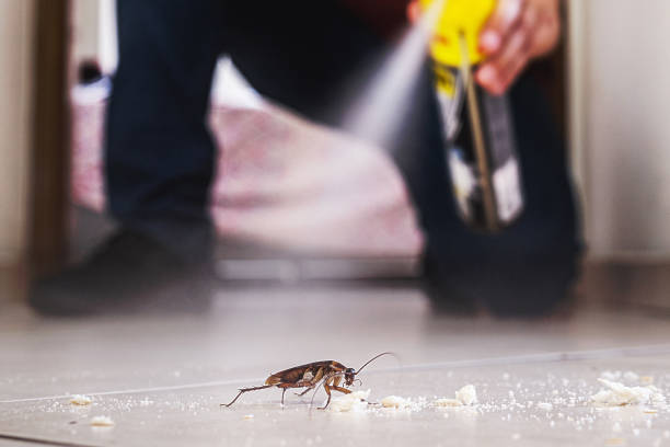 Best Rat Extermination Near Me  in Jemison, AL